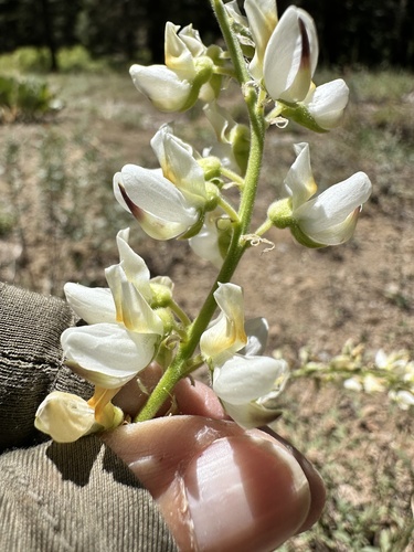 Image of Lupinus angustiflorus by no rights reserved