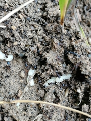 Tetramorium caespitum