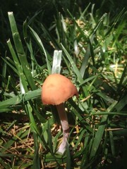 Panaeolus foenisecii