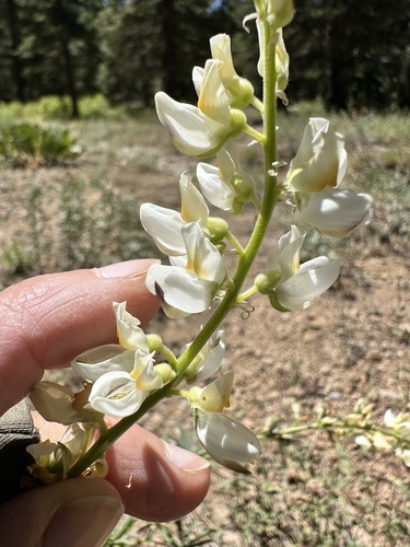 Image of Lupinus angustiflorus by no rights reserved