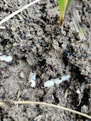 Tetramorium caespitum