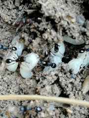 Tetramorium caespitum