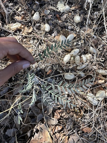 Salinas milkvetch (Astragalus macrodon)