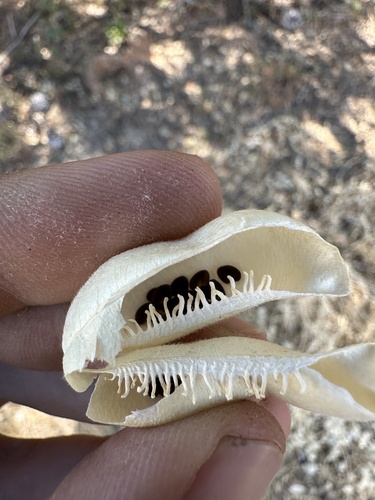 Image of Astragalus macrodon by (c) paulexcoff, some rights reserved (CC BY-SA)