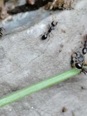 Tetramorium caespitum