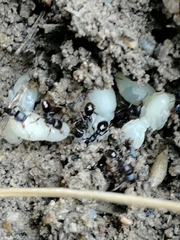 Tetramorium caespitum