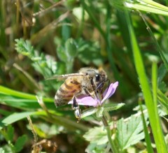 Apis mellifera