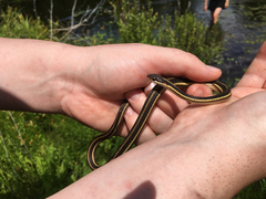 Thamnophis saurita septentrionalis
