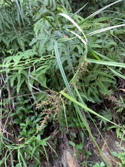 Scleria terrestris