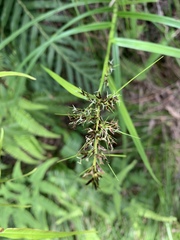 Scleria terrestris