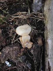 Fungi
