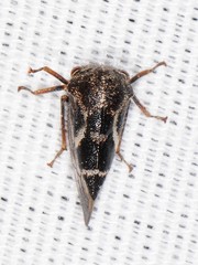 Ophiderma