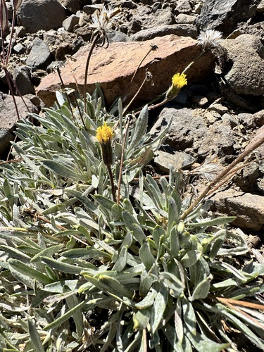 Image of Raillardella argentea by no rights reserved