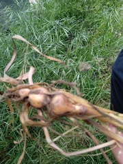 Arrhenatherum elatius bulbosum