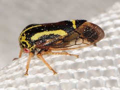 Ophiderma