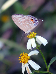 Jamides alecto dromicus