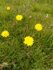 Hypochaeris radicata