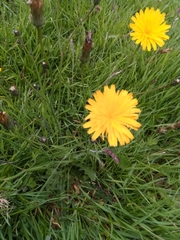 Hypochaeris radicata