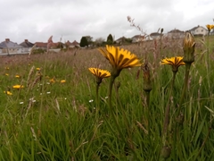 Hypochaeris radicata