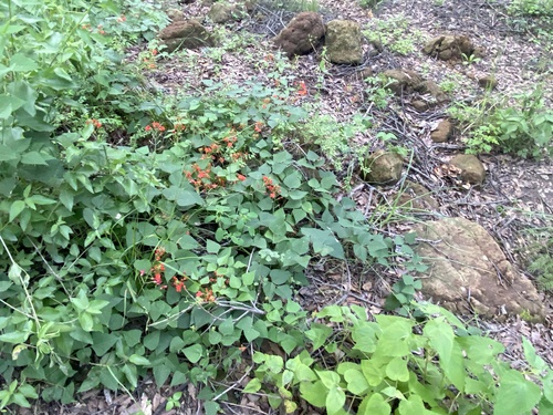 Phaseolus coccineus