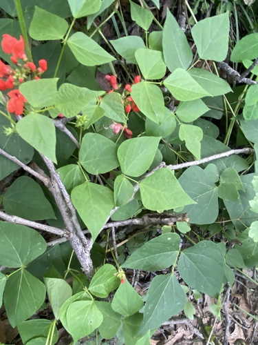 Phaseolus coccineus