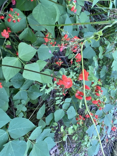 Phaseolus coccineus