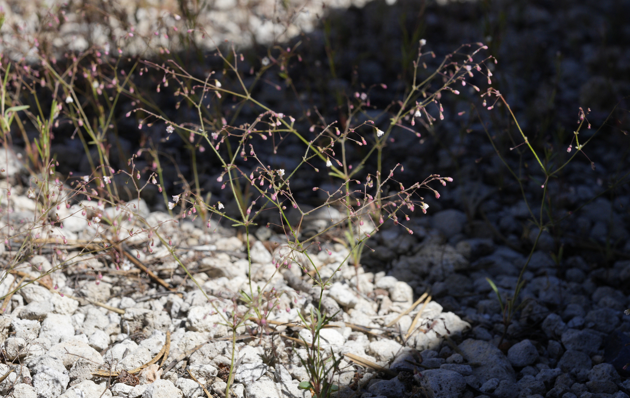 Eriogonum spergulinum