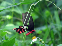 Byasa polyeuctes