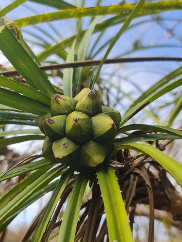 Pandanus analamerensis observed 2024-08-18