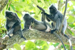 Trachypithecus selangorensis