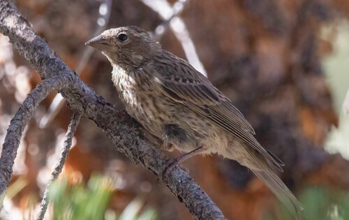 iNaturalist observation photo of Cassin's Finch