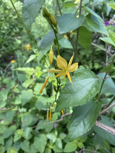 Ollie’s Lily (Echeandia mexicana)