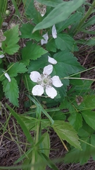 Rubus multifer