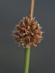 Knotted Club-rush (Scirpus nodosus)