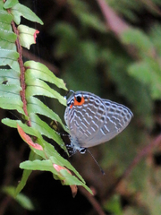 Jamides alecto dromicus