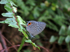 Jamides alecto dromicus