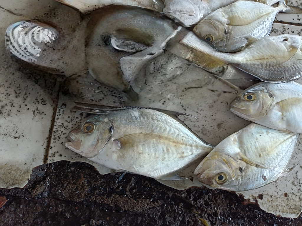 longnose trevally (Platycaranx chrysophrys)
