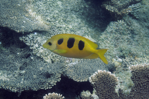 Threeblotch rabbitfish (Siganus trispilos) — Siganidae — 4
