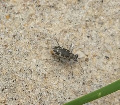 Ellipsoptera puritana