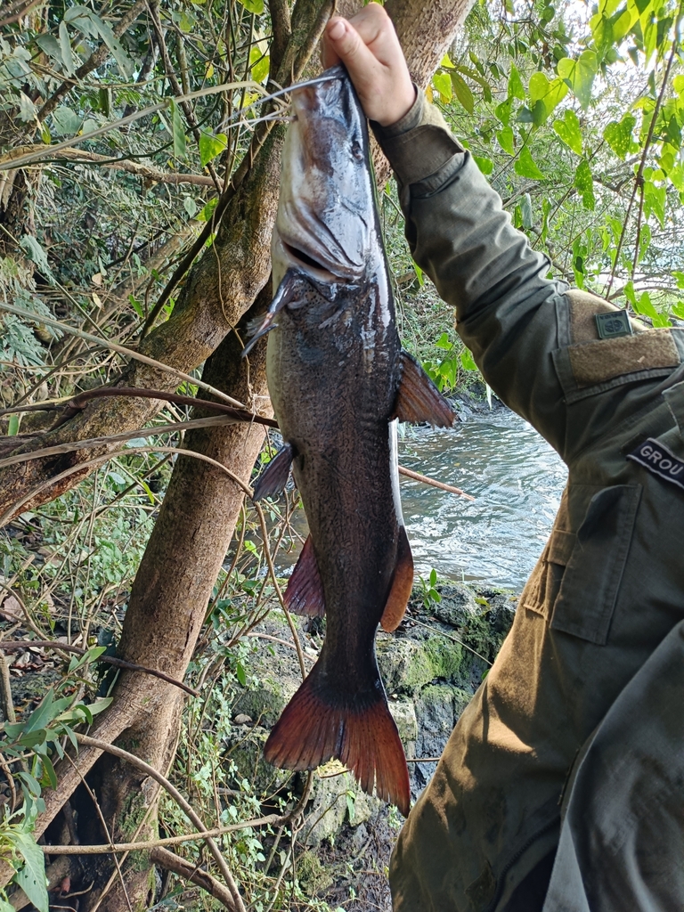 Iguazu Catfish