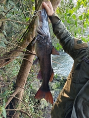 Iguazu Catfish photo 1