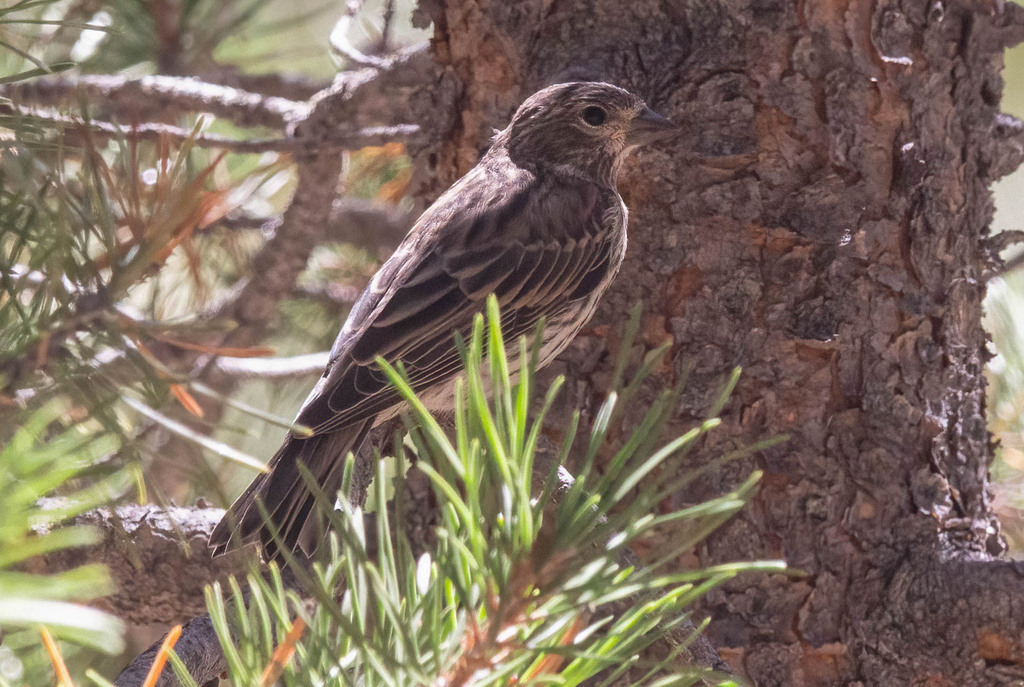 Cassin's Finch from Nevada County, CA, USA on August 16, 2024 at 12:36 ...