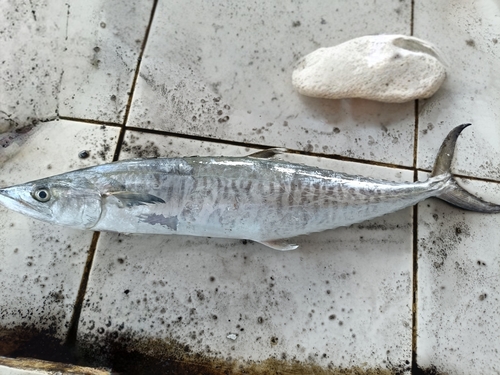 Scomberomorus commerson