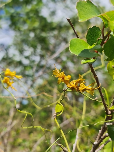 Herreriopsis elegans