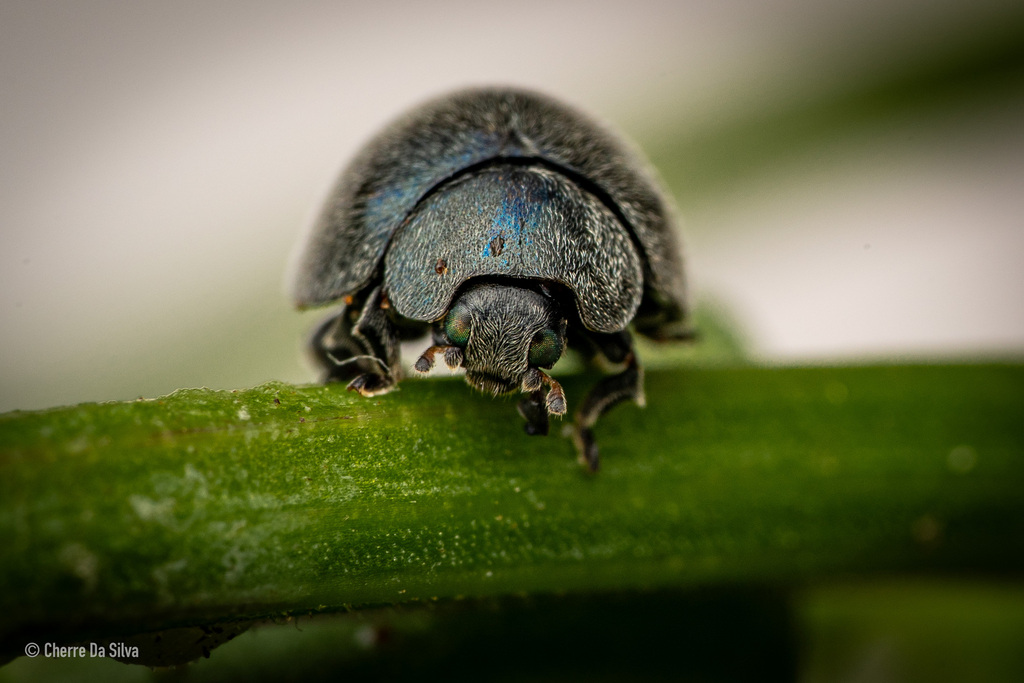 Coeliaria bernardinensis