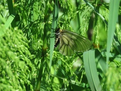 Parnassius stubbendorfii