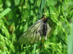 Parnassius stubbendorfii