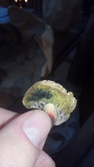 Xerocomellus dryophilus