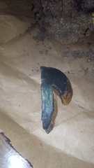 Xerocomellus dryophilus
