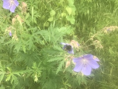 Geranium pratense